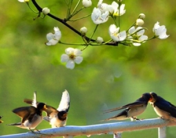 商場(chǎng)賣場(chǎng)香味大廳香氣系統(tǒng)：北京apm購(gòu)物中心‘中國(guó)首個(gè)香薰商場(chǎng)’